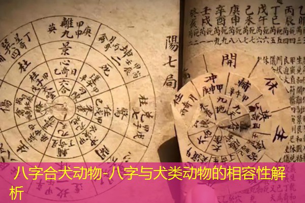  八字合犬动物-八字与犬类动物的相容性解析