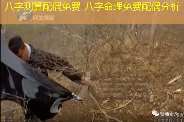  八字测算配偶免费-八字命理免费配偶分析