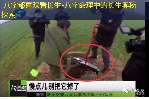  八字都喜欢看长生-八字命理中的长生奥秘探索